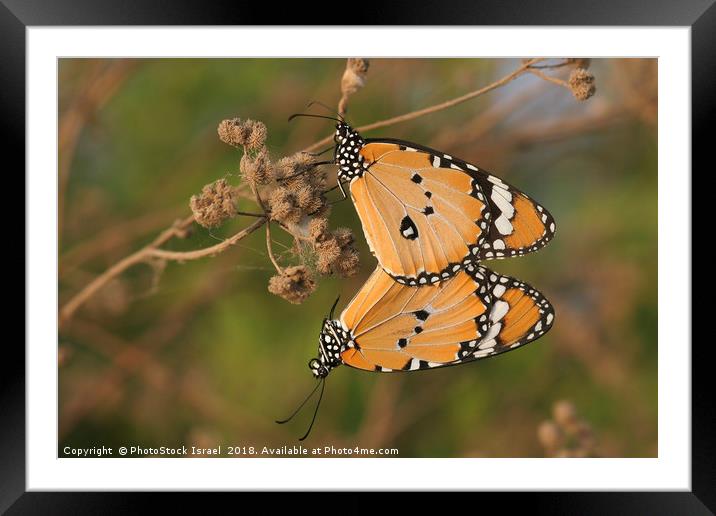Plain Tiger (Danaus chrysippus) Framed Mounted Print by PhotoStock Israel