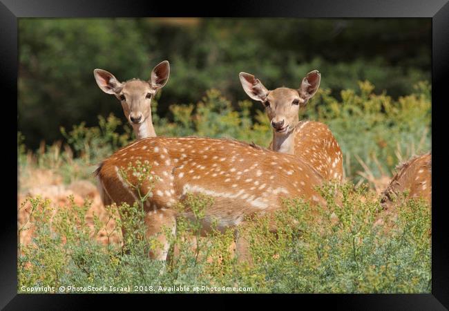 Fallow Deer (Dama dama)  Framed Print by PhotoStock Israel