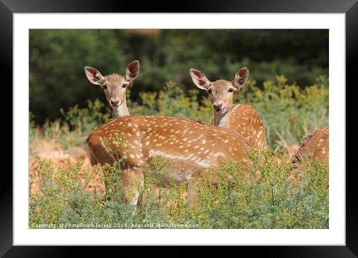 Fallow Deer (Dama dama)  Framed Mounted Print by PhotoStock Israel