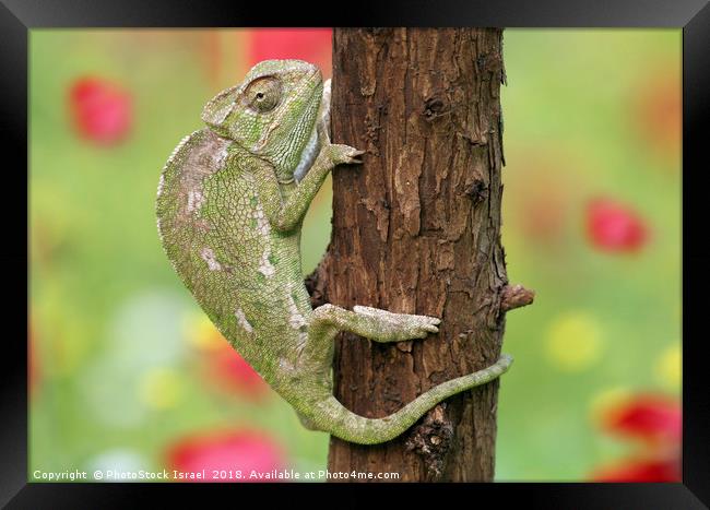 Common Chameleon, Chamaeleo chamaeleon, Framed Print by PhotoStock Israel