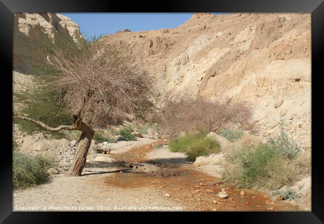 Israel, Judean Desert, Wadi Bokek Framed Print by PhotoStock Israel