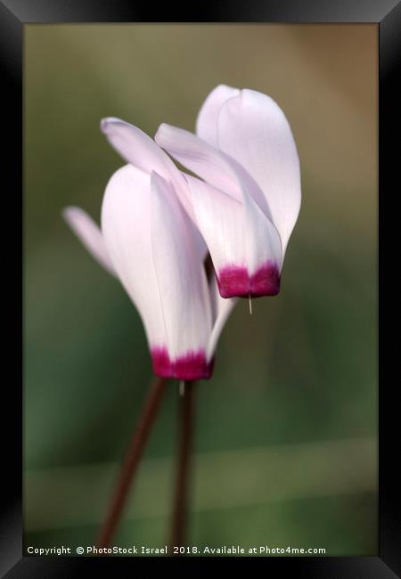 Cyclamen persicum, Persian Violet, Framed Print by PhotoStock Israel