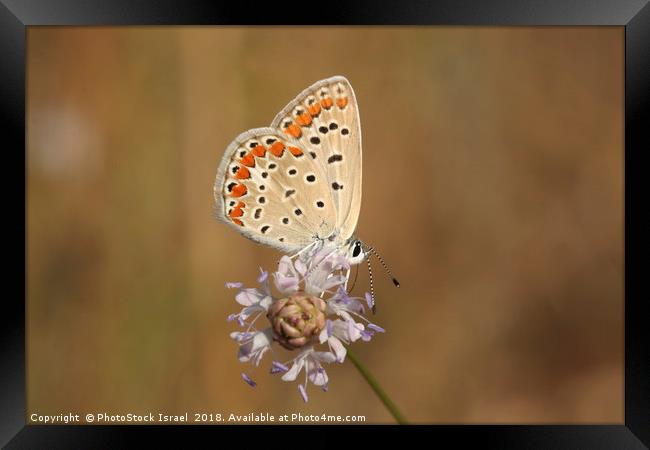Common Blue (Polyommatus icarus) Framed Print by PhotoStock Israel