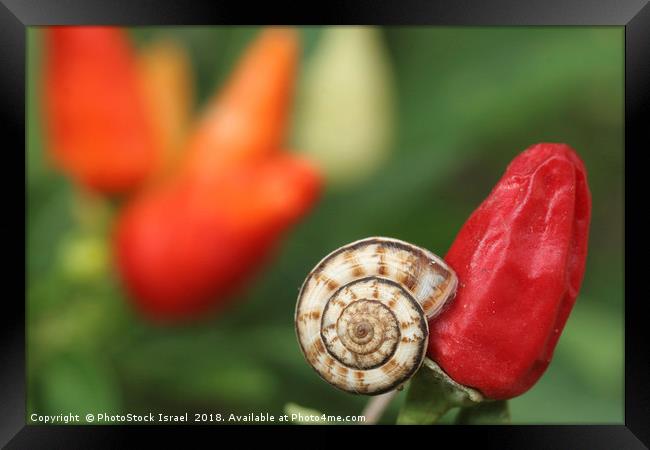 white garden snail, Theba pisana, Framed Print by PhotoStock Israel