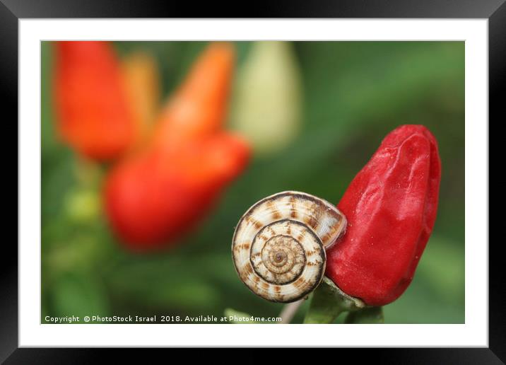 white garden snail, Theba pisana, Framed Mounted Print by PhotoStock Israel