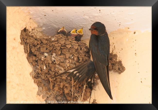 Young Barn Swallow Framed Print by PhotoStock Israel
