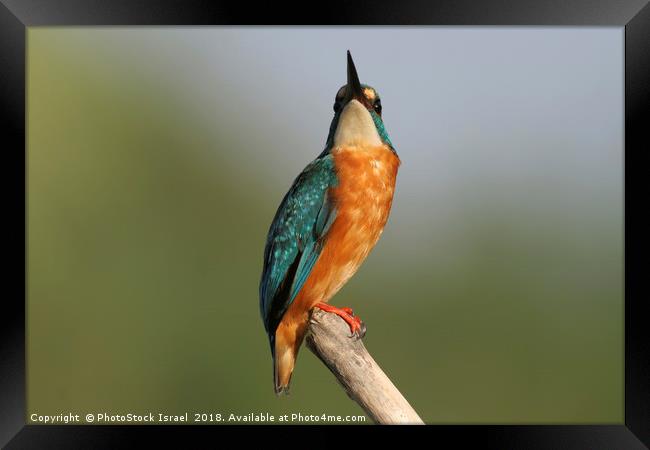 Common Kingfisher, Alcedo atthis, Framed Print by PhotoStock Israel