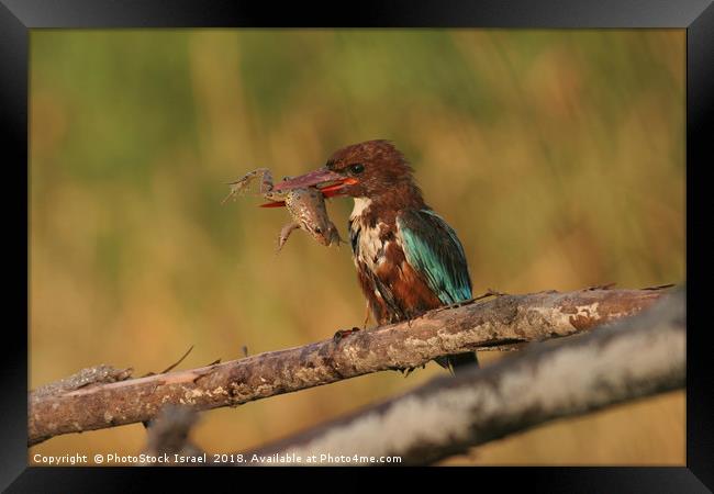 White-throated Kingfisher, Halcyon smyrnensis Framed Print by PhotoStock Israel