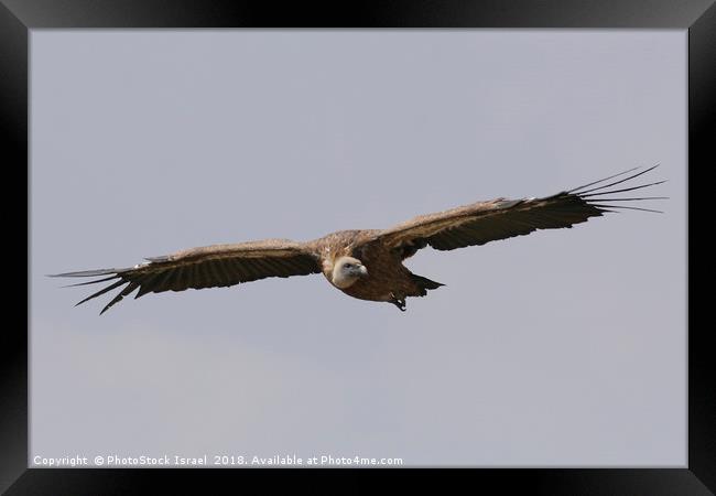 Griffon Vulture, (Gyps fulvus) in flight Framed Print by PhotoStock Israel
