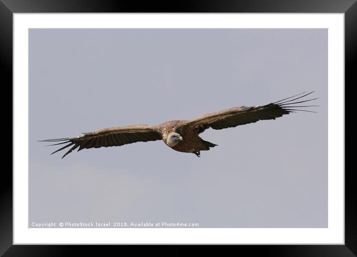 Griffon Vulture, (Gyps fulvus) in flight Framed Mounted Print by PhotoStock Israel
