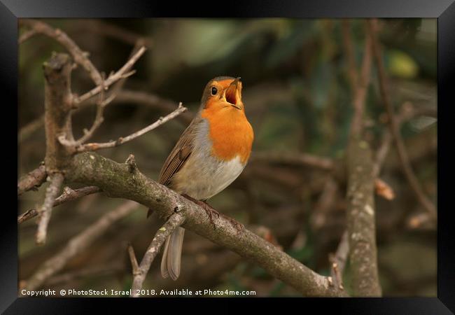 European Robin (Erithacus rubecula), Framed Print by PhotoStock Israel