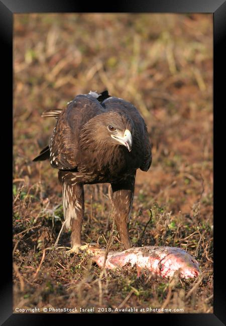 Greater Spotted Eagle (Aquila clanga) Framed Print by PhotoStock Israel