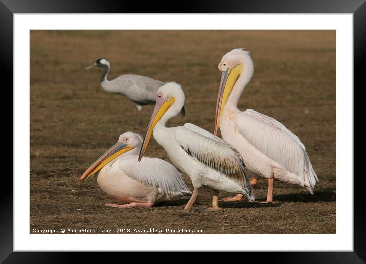 three Pelicans  Framed Mounted Print by PhotoStock Israel