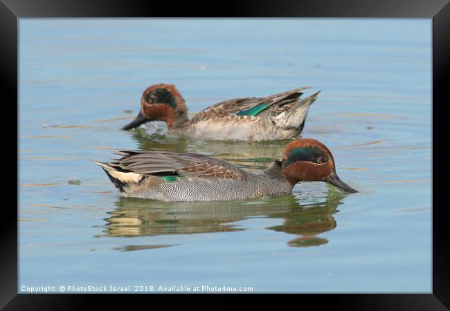 male Common Teal (Anas crecca) Framed Print by PhotoStock Israel