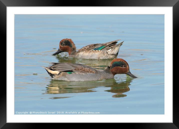 male Common Teal (Anas crecca) Framed Mounted Print by PhotoStock Israel
