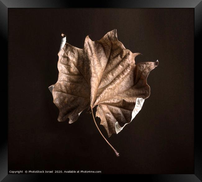 Wilted dry leaf Framed Print by PhotoStock Israel