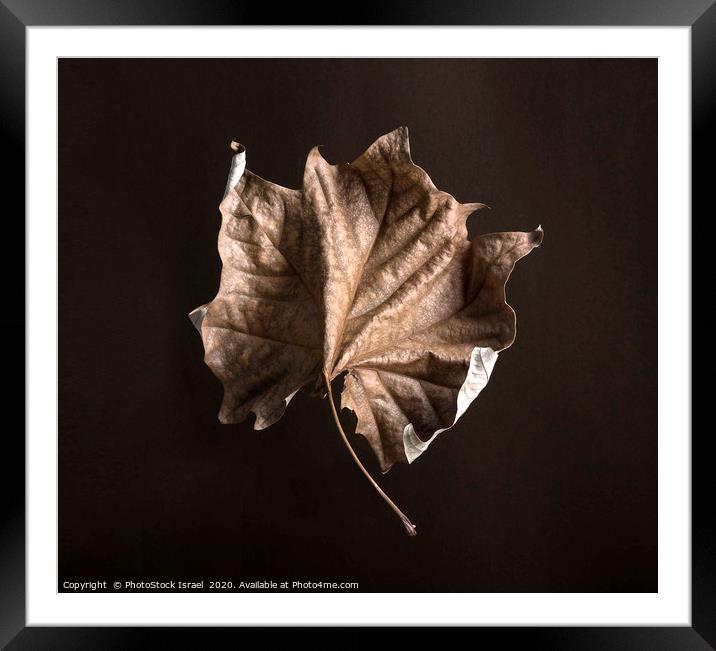 Wilted dry leaf Framed Mounted Print by PhotoStock Israel