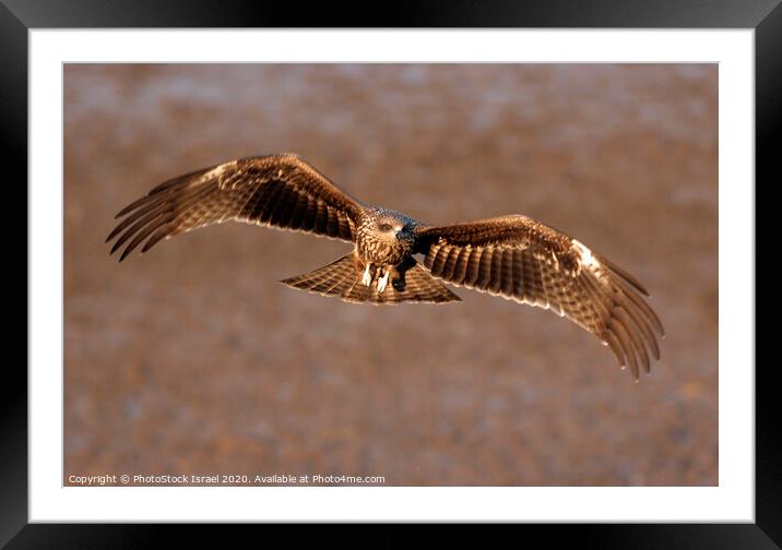 Black Kite (Milvus migrans) Framed Mounted Print by PhotoStock Israel