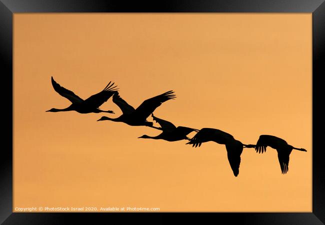 Grey Cranes Grus grus Framed Print by PhotoStock Israel