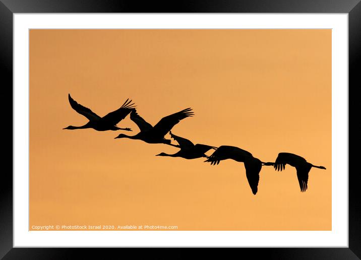 Grey Cranes Grus grus Framed Mounted Print by PhotoStock Israel
