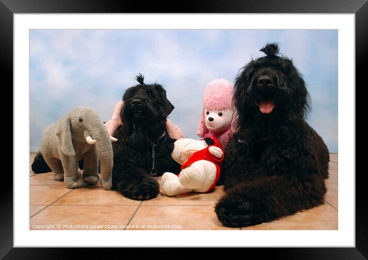 2 black miniature poodles Framed Mounted Print by PhotoStock Israel