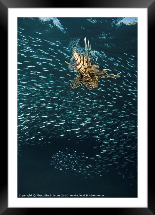 Lionfish Pterois miles Framed Mounted Print by PhotoStock Israel