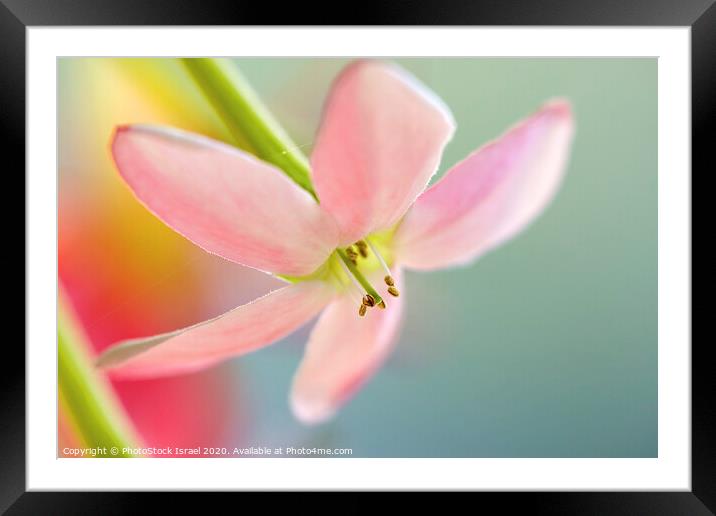 Close up of a pink flower Framed Mounted Print by PhotoStock Israel