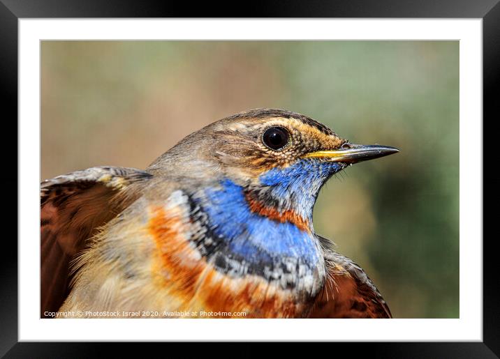 Bluethroat (Luscinia svecica)  Framed Mounted Print by PhotoStock Israel