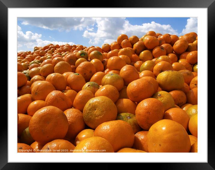 clementine  Framed Mounted Print by PhotoStock Israel