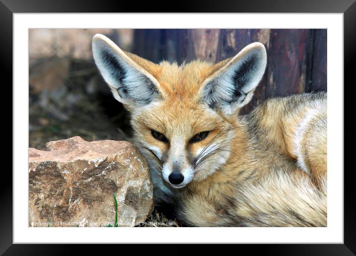 Red fox Framed Mounted Print by PhotoStock Israel