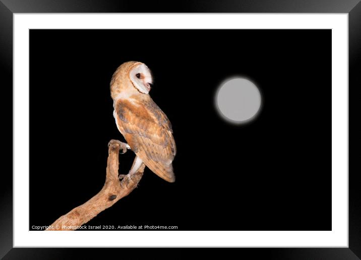 Barn Owl (Tyto alba) Framed Mounted Print by PhotoStock Israel