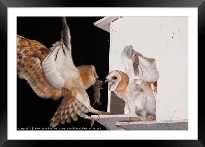 Barn Owl (Tyto alba) coop in the fields Framed Mounted Print by PhotoStock Israel