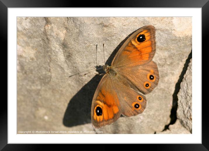 Lasiommata maera  Framed Mounted Print by PhotoStock Israel