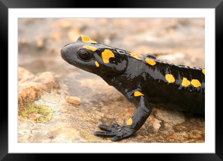 Fire Salamander (Salamandra salamandra)  Framed Mounted Print by PhotoStock Israel