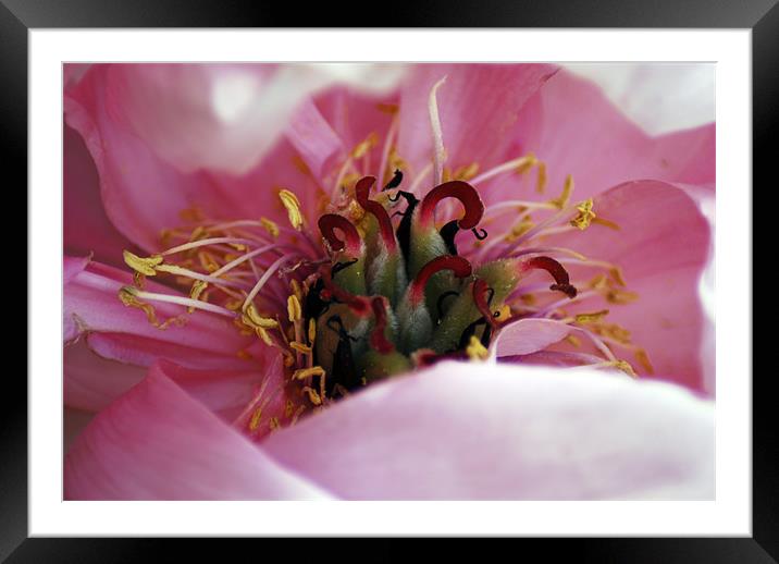 Peony Framed Mounted Print by Rob Toombs