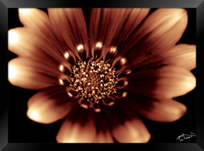 Fire Daisy Framed Print by Rob Toombs