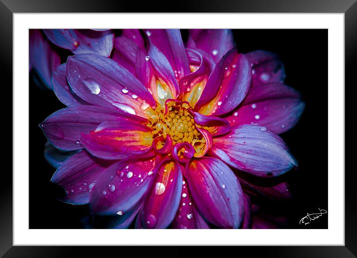 Evening Rain Drops Framed Mounted Print by Rob Toombs