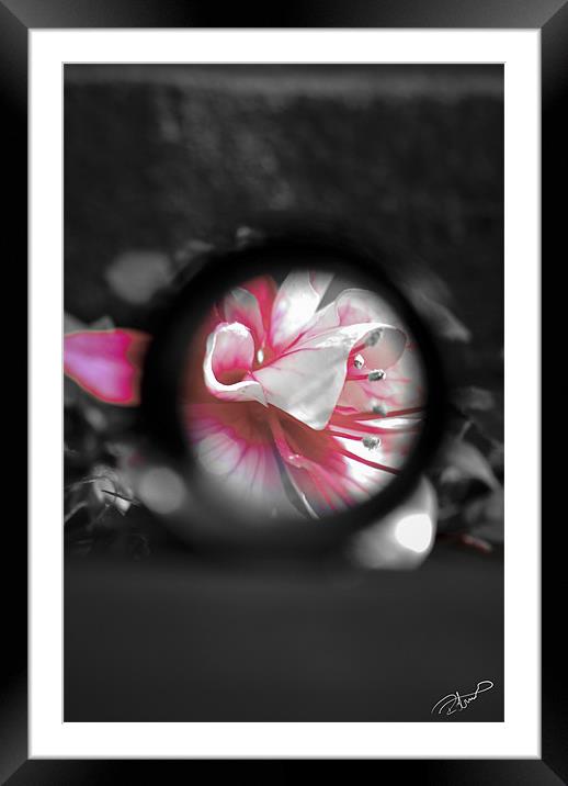 A view to a Fuchsia Framed Mounted Print by Rob Toombs