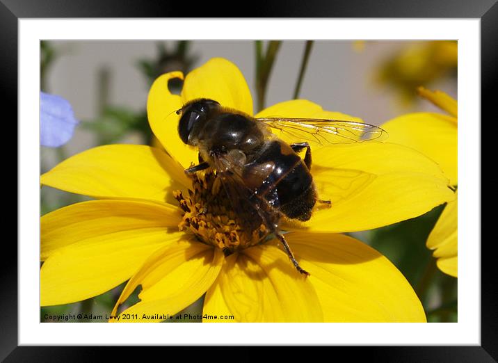 Pollination Framed Mounted Print by Adam Levy
