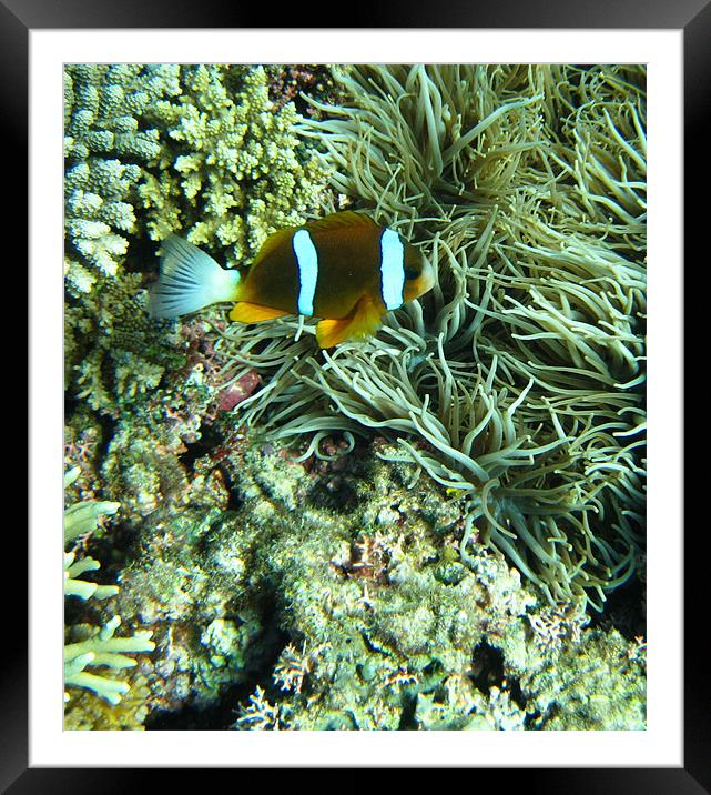 Clown Fish Framed Mounted Print by Adam Levy