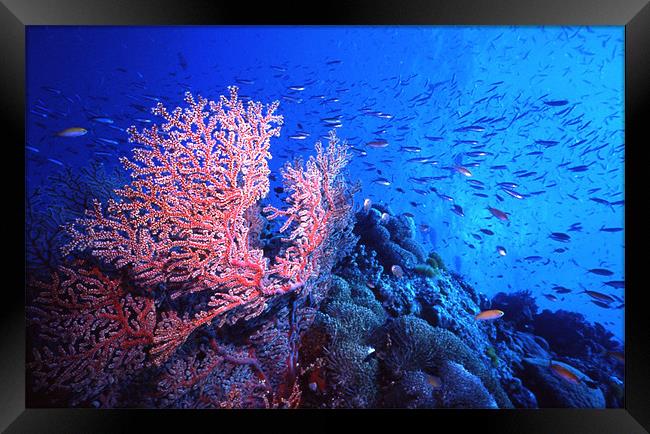 Reef Scene Framed Print by Adam Levy