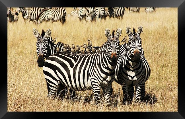 Three Zebras Framed Print by Adam Levy