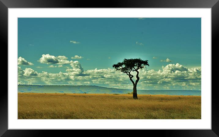 Lone Tree Framed Mounted Print by Adam Levy