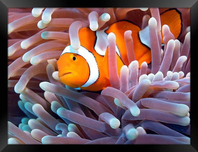 Clownfish in Reef Framed Print by Adam Levy