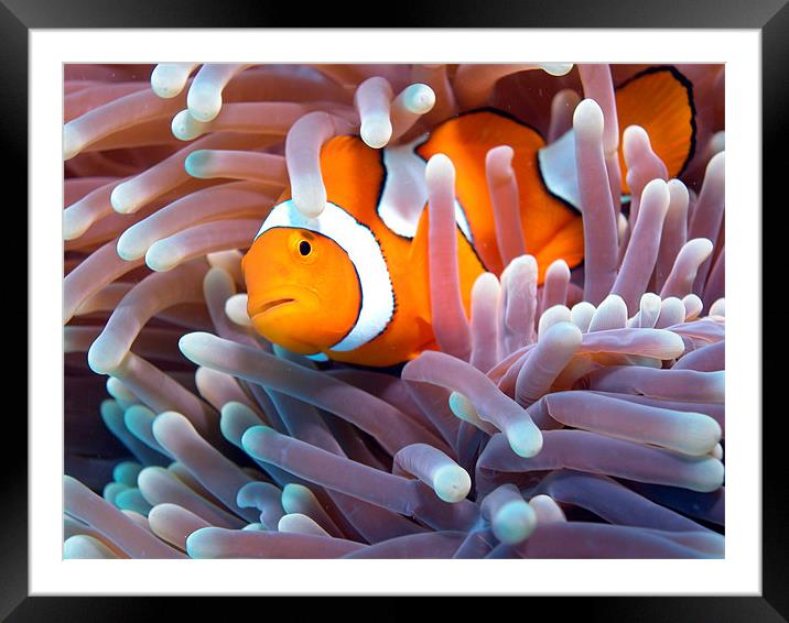 Clownfish in Reef Framed Mounted Print by Adam Levy