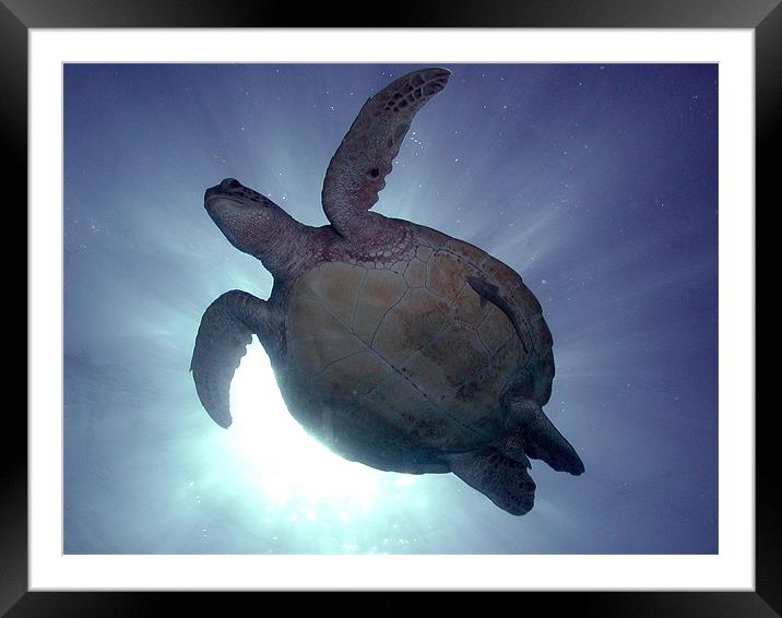 Turtle Silhouette Framed Mounted Print by Adam Levy