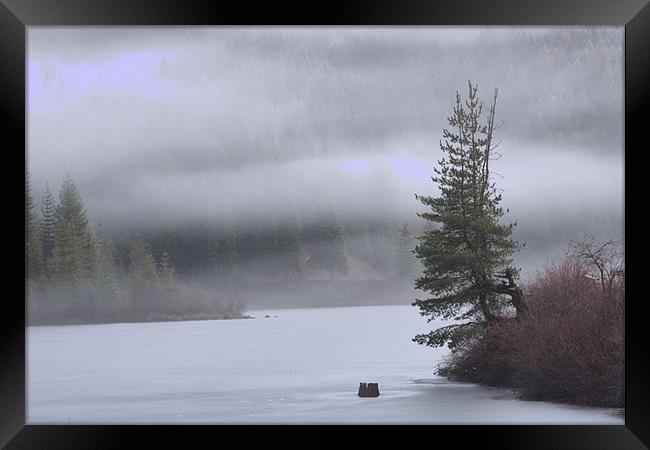 Lonely on the Lake Framed Print by Shara Burrows