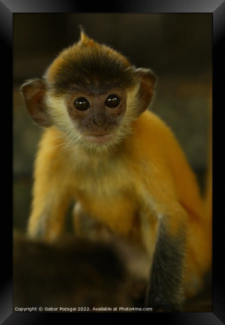 A close up of a young monkey Framed Print by Gabor Pozsgai