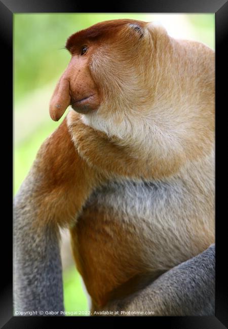 A close up of a male proboscis monkey in Borneo Framed Print by Gabor Pozsgai