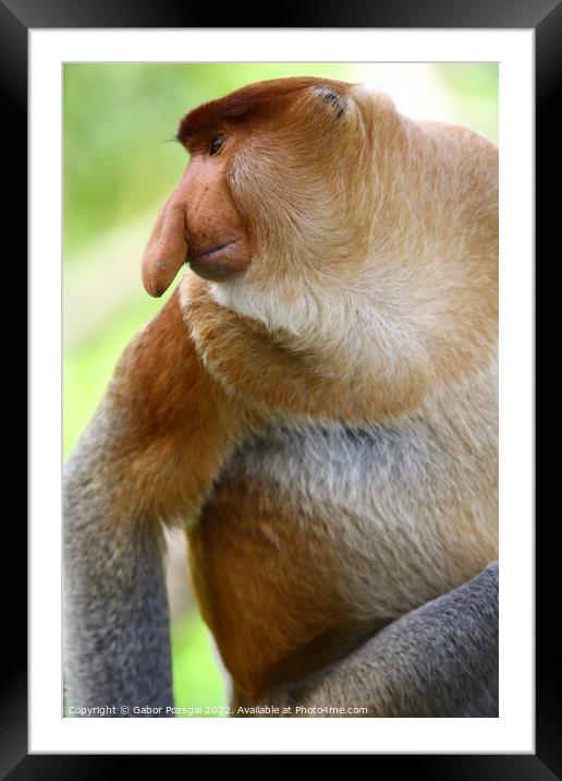 A close up of a male proboscis monkey in Borneo Framed Mounted Print by Gabor Pozsgai